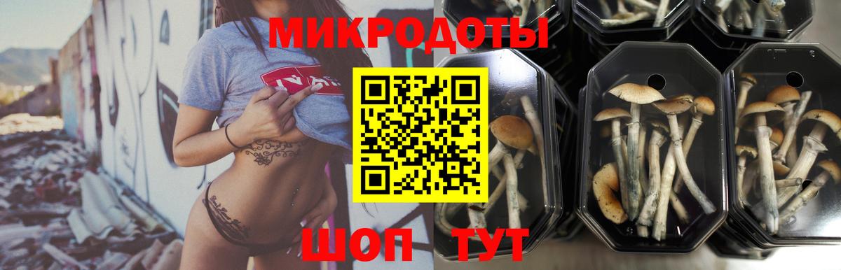 Гусев  Псилоцибиновые грибы Psilocybe  Вход с VPN  Галлюциногенные грибы Cubensis 